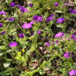 Habitusfoto Legousia speculum-veneris